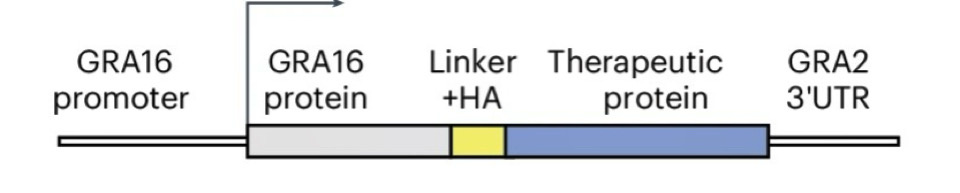   Shahar Bracha et al. / Nature Microbiology, 2024