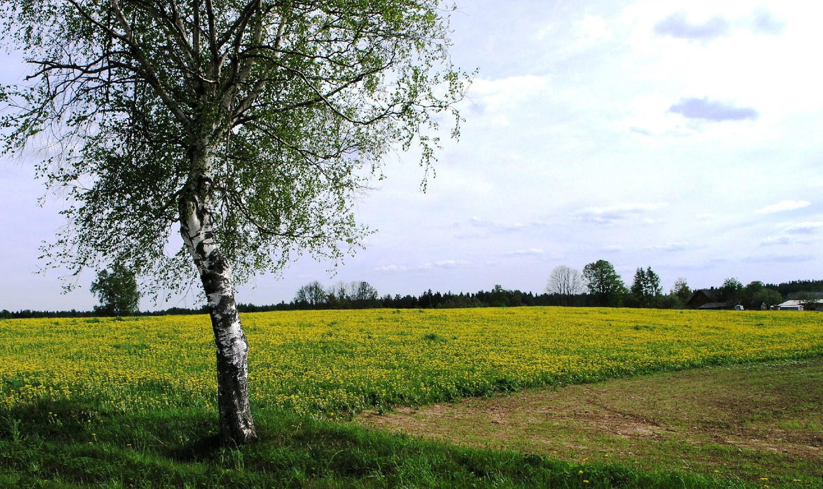 Латгальские поля...