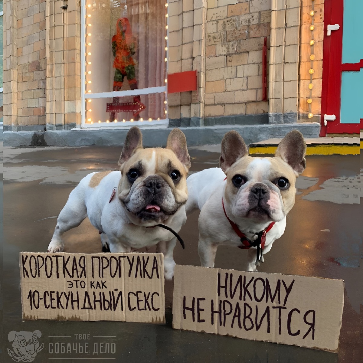 Говорили что я не собака эти кошки. Кот мем мяу. Говорили что я не собака эти кошки. Мемы с собаками. Говорили что я не собака эти кошки.