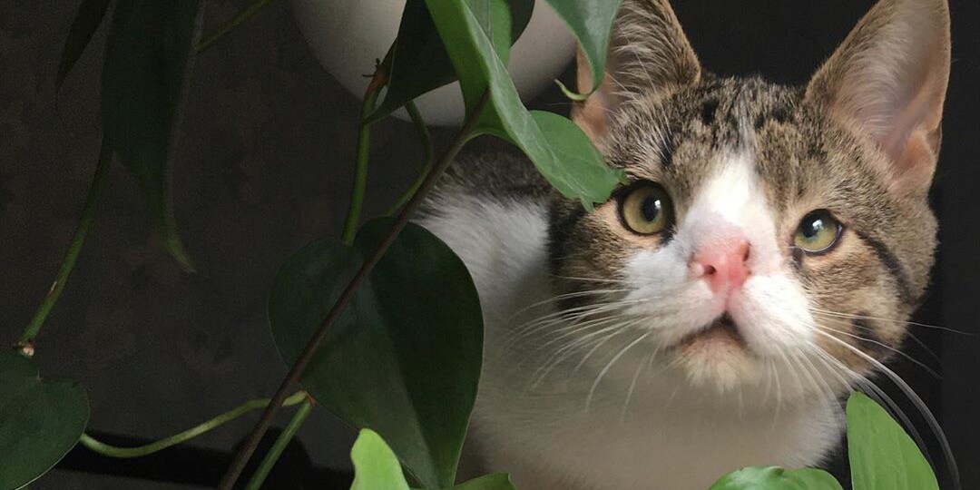 Забавные истории из жизни Милки