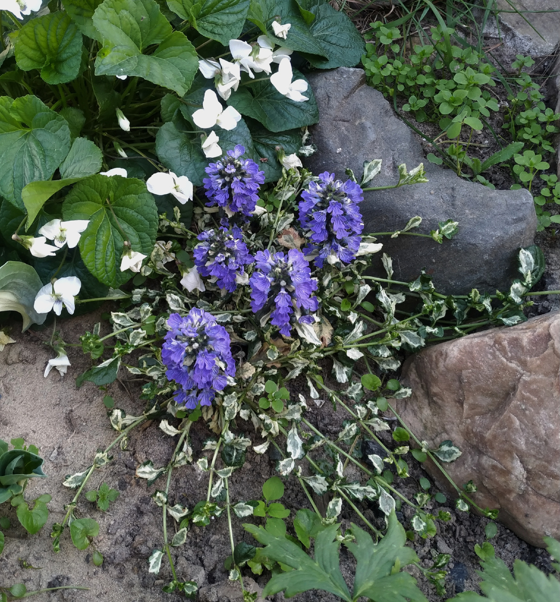 живучка Принцесса Лея