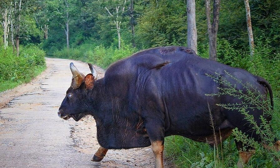 Гаур: Гора сухих мышц. Эти дикие быки мощнее буйвола и носорога. Местные их не трогают — себе дороже