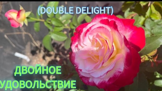 Роза ДВОЙНОЕ УДОВОЛЬСТВИЕ (DOUBLE DELIGHT), Swim&Ellis CA, 1977,4/06.07.24/второгодка