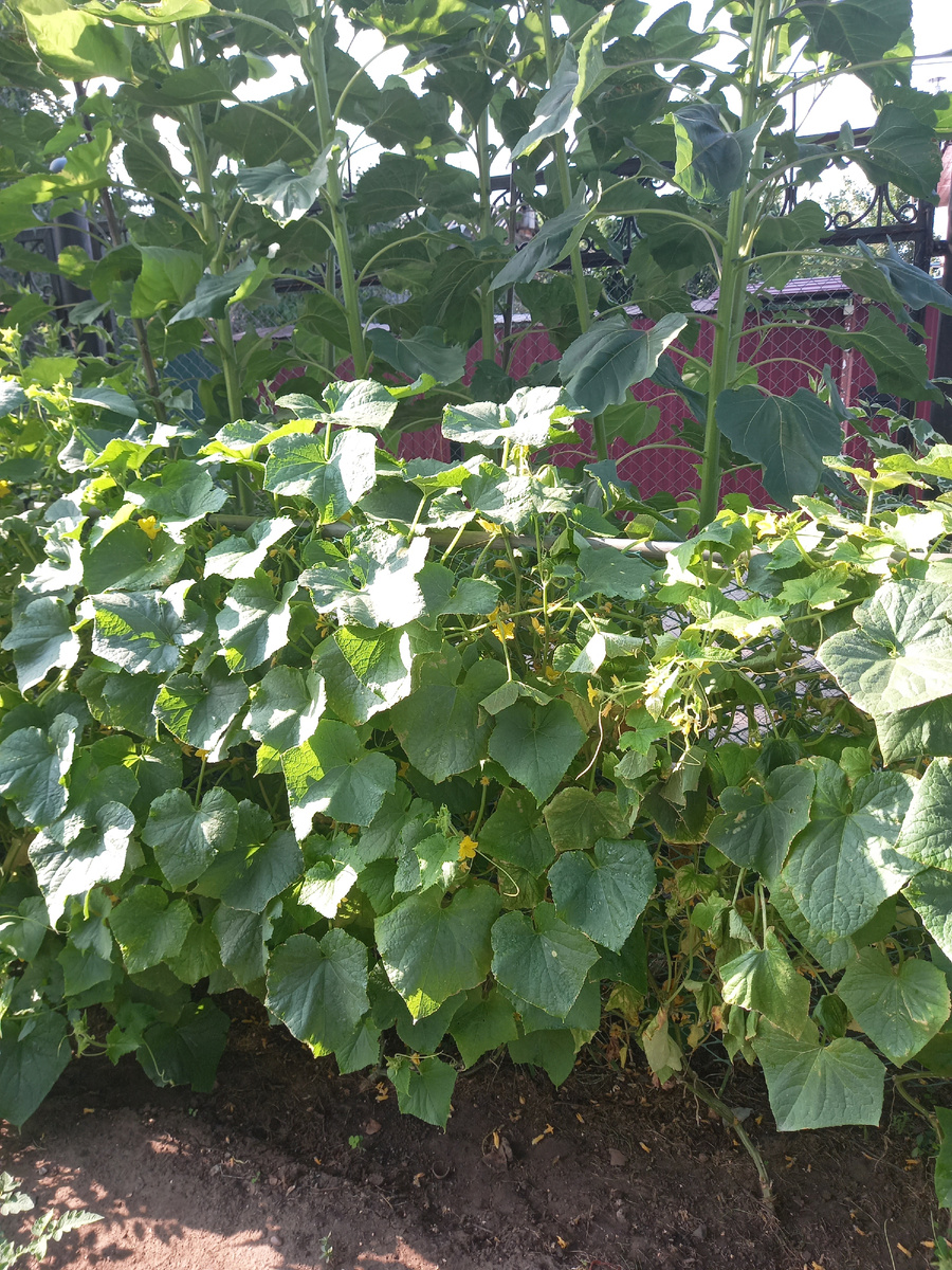 Видите подсолнухи на заднем плане? в них, думаю, все дело 