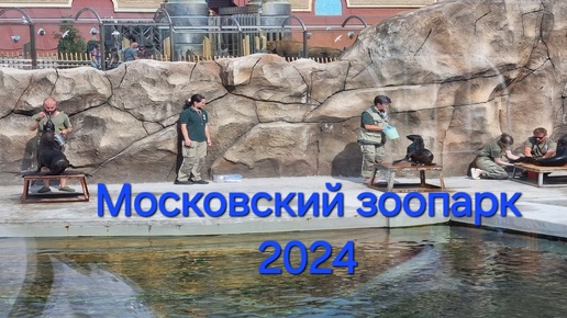 Московский зоопарк 2024: кормление северных морских котиков