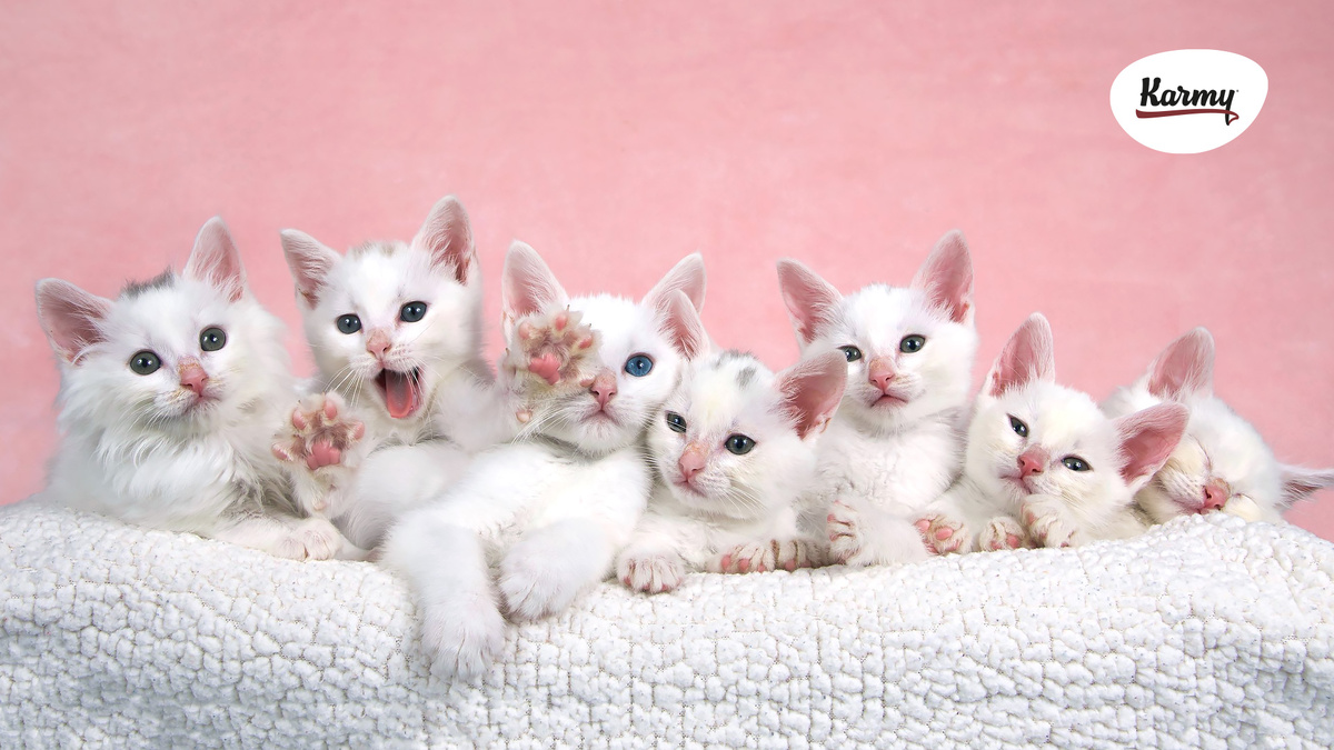 Авторское изображение с использованием картинки с фотостока shutterstock