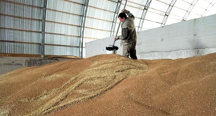    Правильный отбор проб зерна - одна из гарантий достоверных результатов в оценке качества