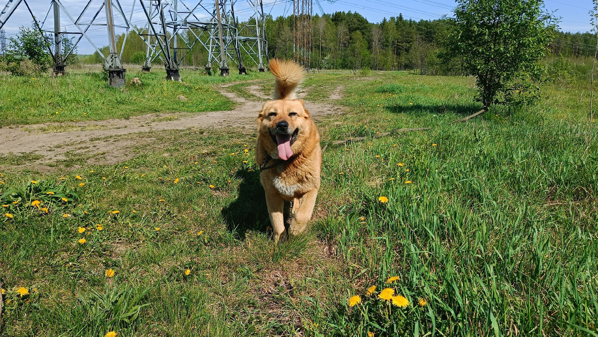 Дана - дочь солнца