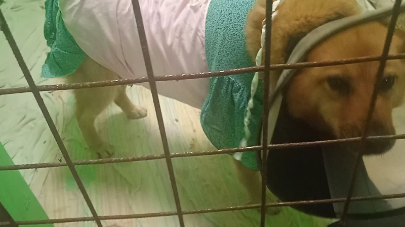 Дана в стационаре, очень нарядная