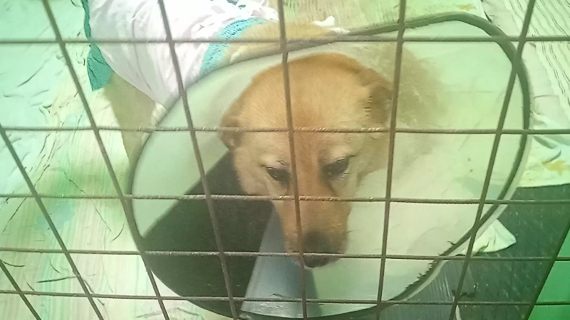 Ей очень не нравится воротник, зато платье - устраивает полностью