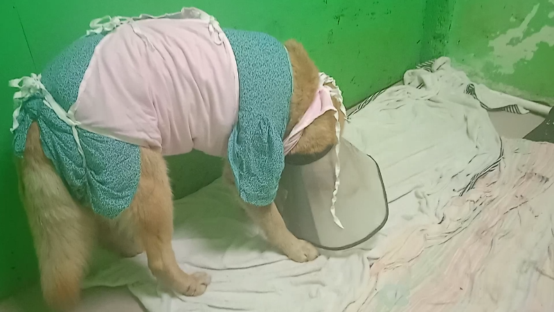 Но аппетит - отличный ))