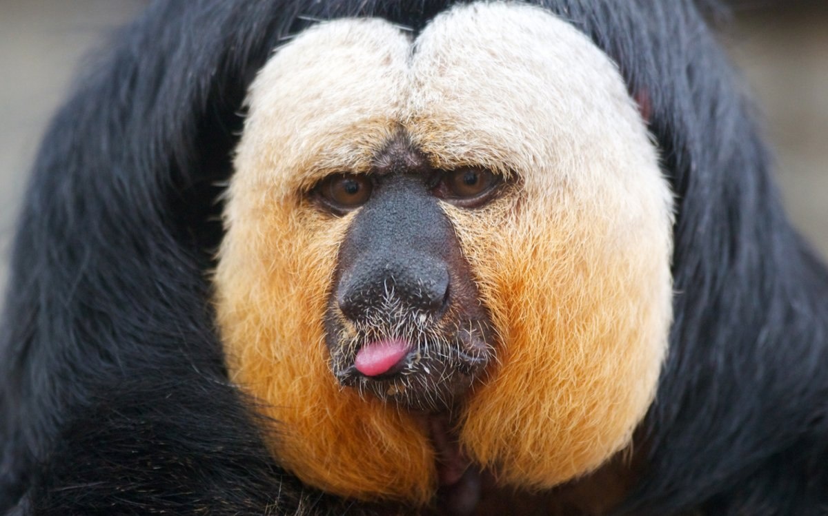 Белолицый саки