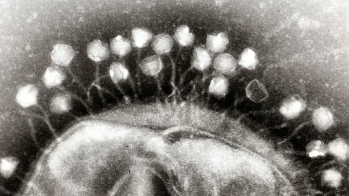 Вирусы-бактериофаги, обнаруженные в ледниках Тибета. Источник: hightech.fm