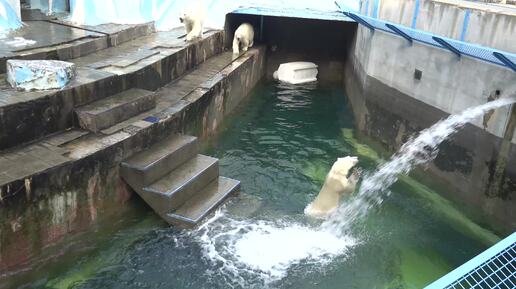 Video herunterladen: Медвежата очень рады водопаду. 02.08.2024