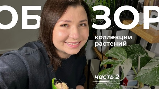 Большой обзор коллекции комнатных растений, часть 2!🌱