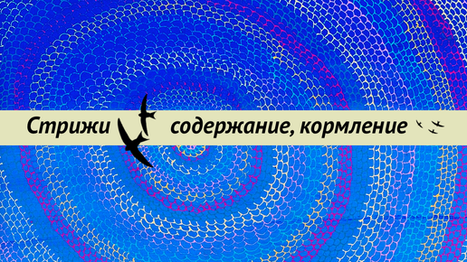 下载视频: Содержание и кормление стрижей на ПМЖ. Чем и как кормить стрижей в неволе. Как сделать комнату и вольер для стрижей. Освещение, убежища.