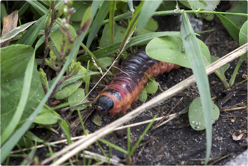 2. Гусеница Древоточца пахучего © NickFW.ru - 20.07.2018г.
