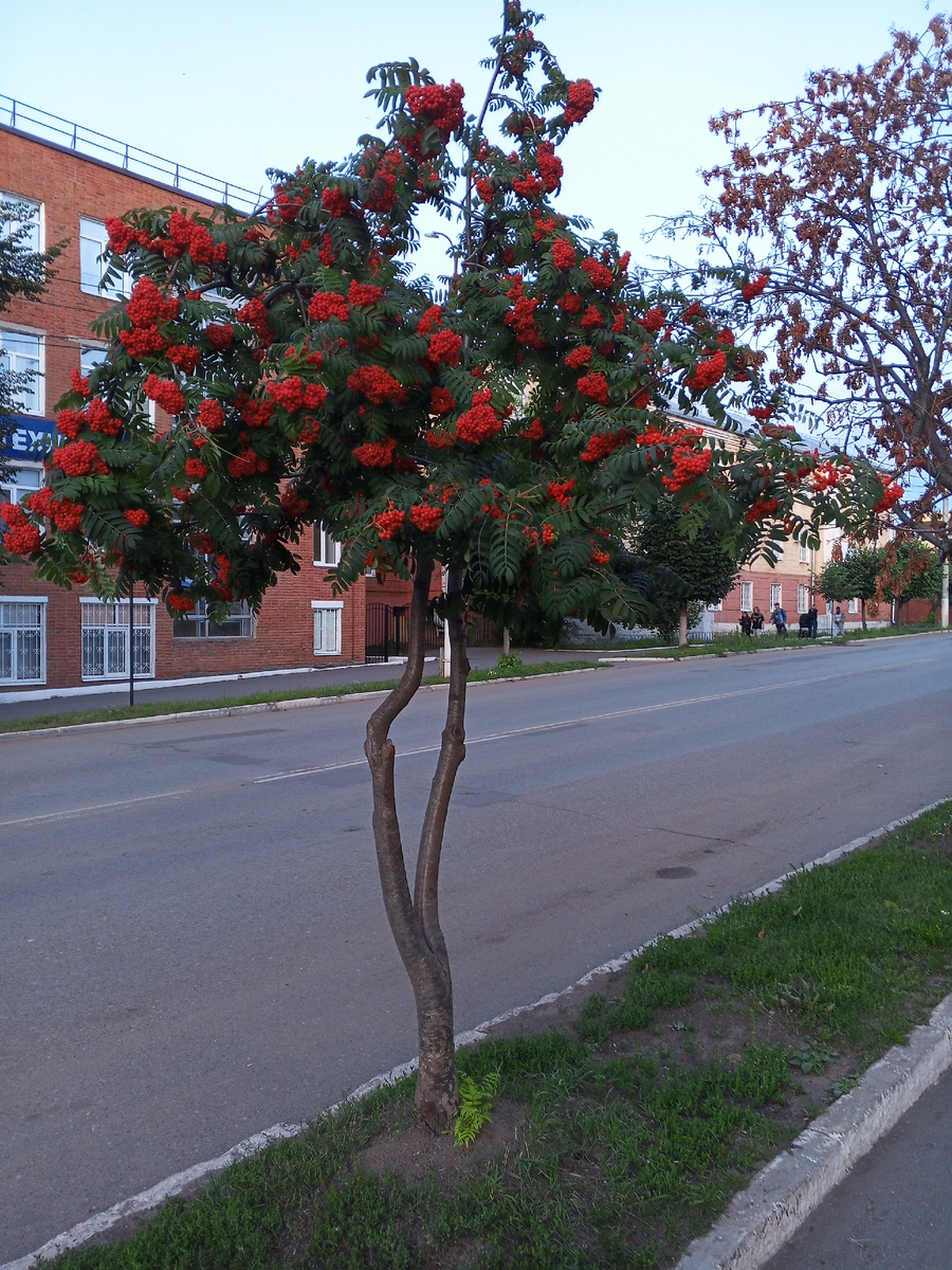 Рябина почти созрела, хотя еще середина лета.