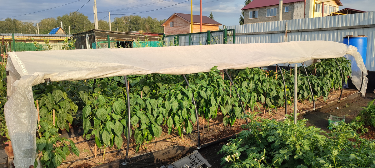 Парник у меня укрыт укрывным материалом плотностью 30 гр. Сейчас боковины открыты только для того чтобы их обработать. 