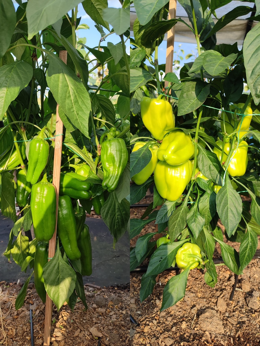 Перцев завязалось очень много