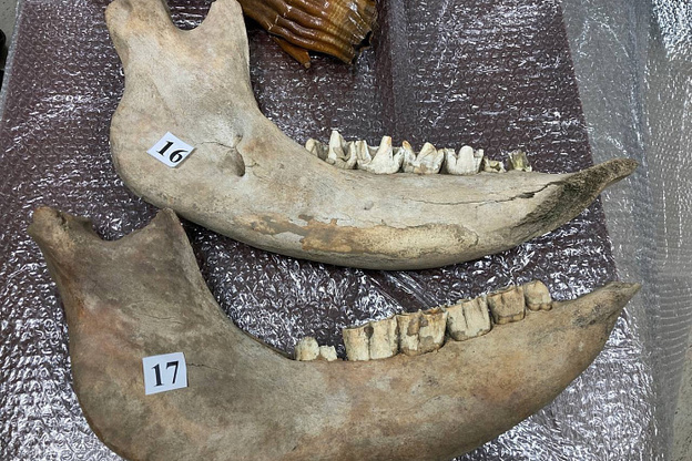    Минкультуры передало Вятскому палеонтологическому музею зубы мамонтов