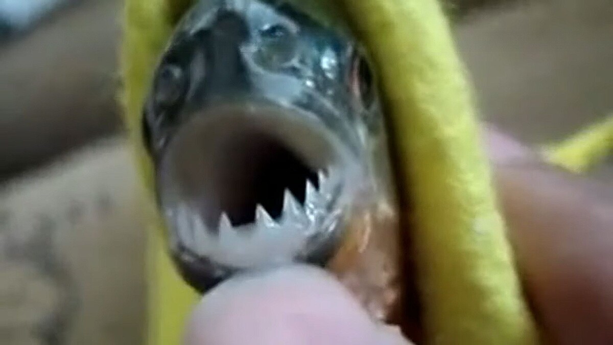 Теперь понятно, почему рыбаки чаще всего атакуются пираньями. Зачем же ей пальцы в пасть совать?!