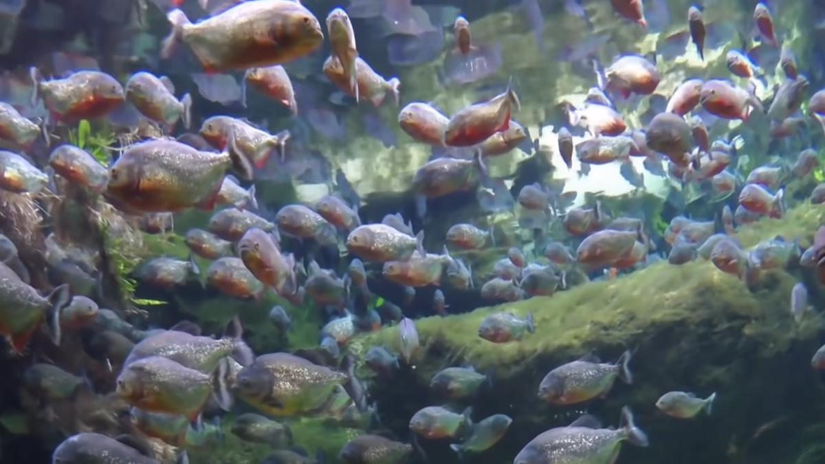 Пацаны, прячьтесь. Толян купаться идёт