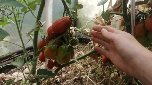 Мои томаты 🍅🍅🍅 02.08.2024г.