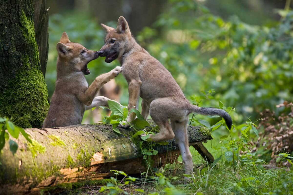    Фото: Bildagentur Zoonar GmbH / Shutterstock.com