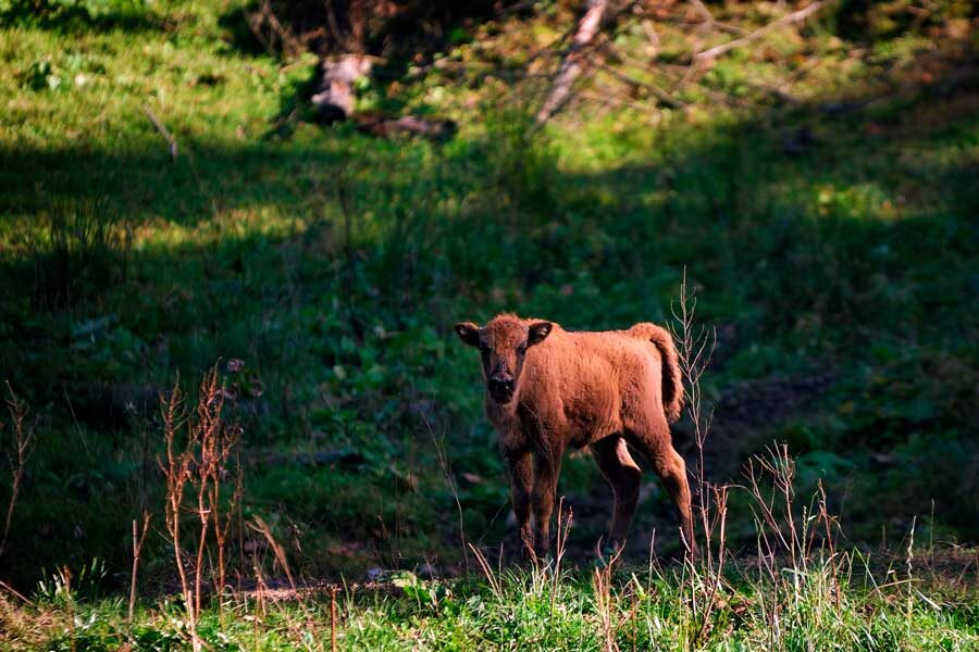    Фото: Anetam / Shutterstock.com