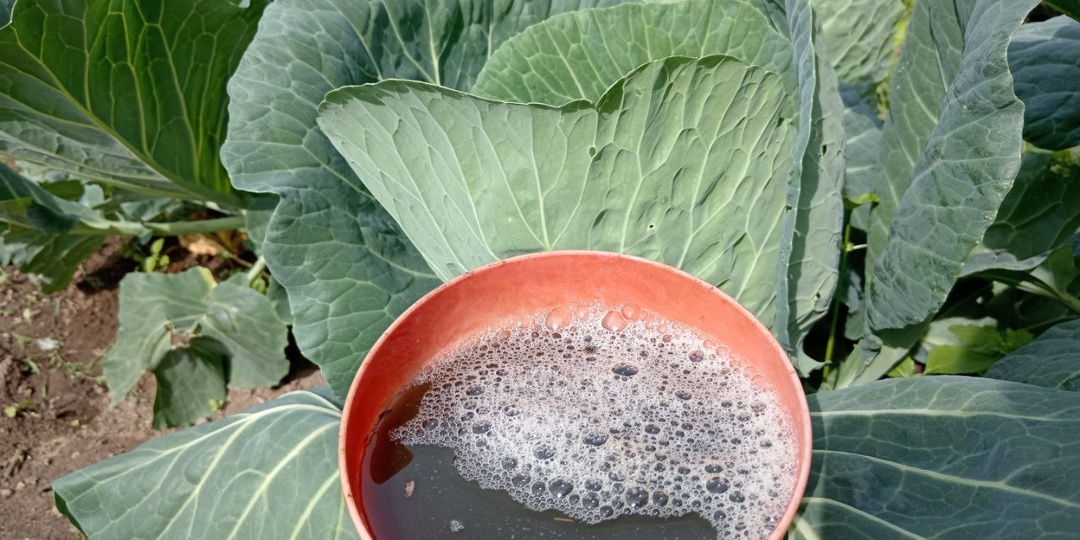 Поливаю капусту для роста кочанов в августе этим раствором