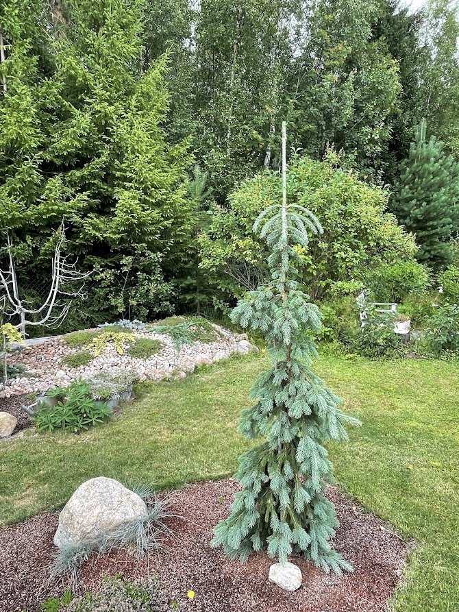 Picea glauca Pendula