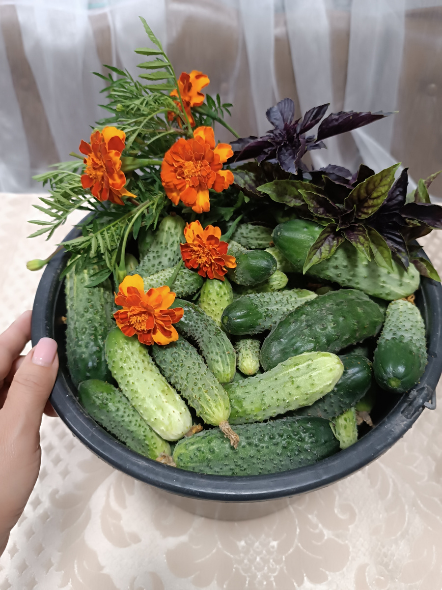 Зеленцы стараюсь собирать вовремя