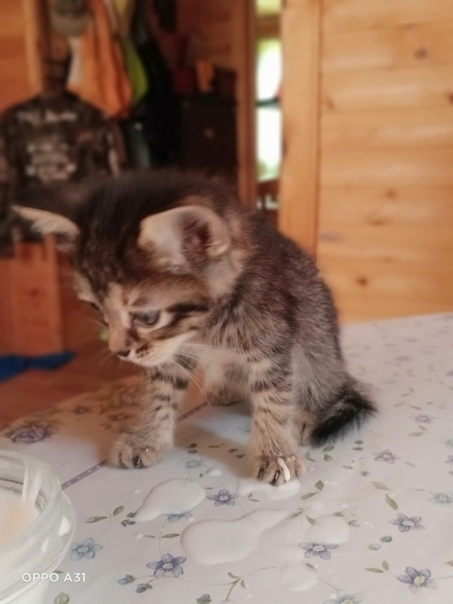 Отдаём котёнка в добрые руки!Котенку приблизительно месяц. В ветклинике сказали что здоров. Подобрали на обочине, но в семье аллергики. Поэтому оставить у себя не можем. Обращаться по номеру телефона8 966 344 81 77 вотсап или телеграм.