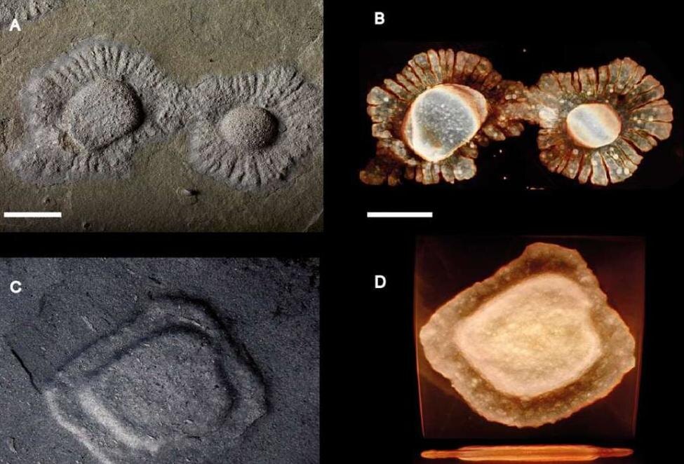 Яичница, пельмени, равиоли. 2,1 миллиарда лет назад.