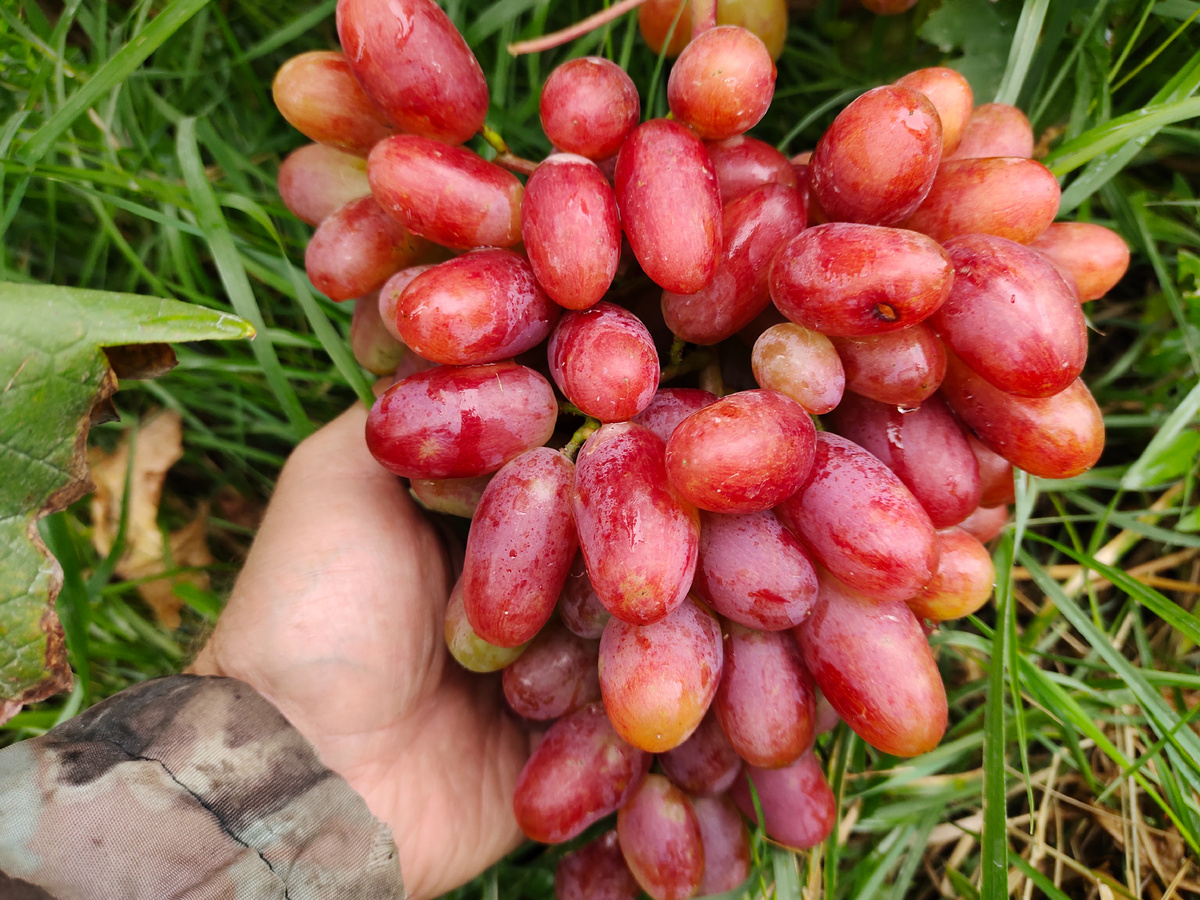Гроздь винограда Сенсация 