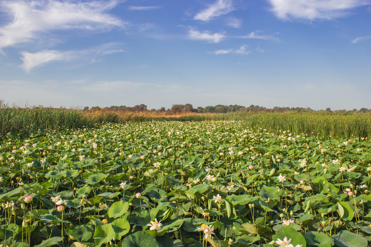 Вид озера Лотосов в сторону Кубани 