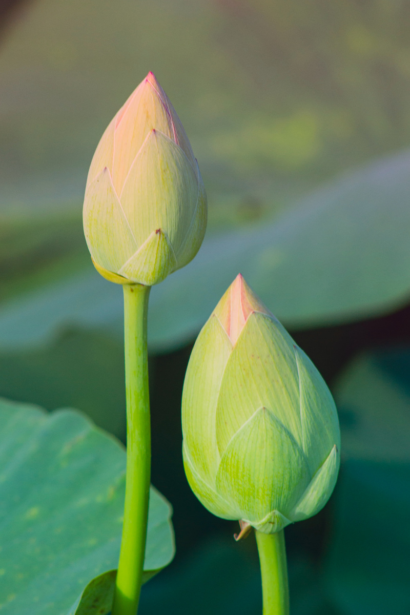 Утро. Бутоны лотоса еще не раскрылись. 