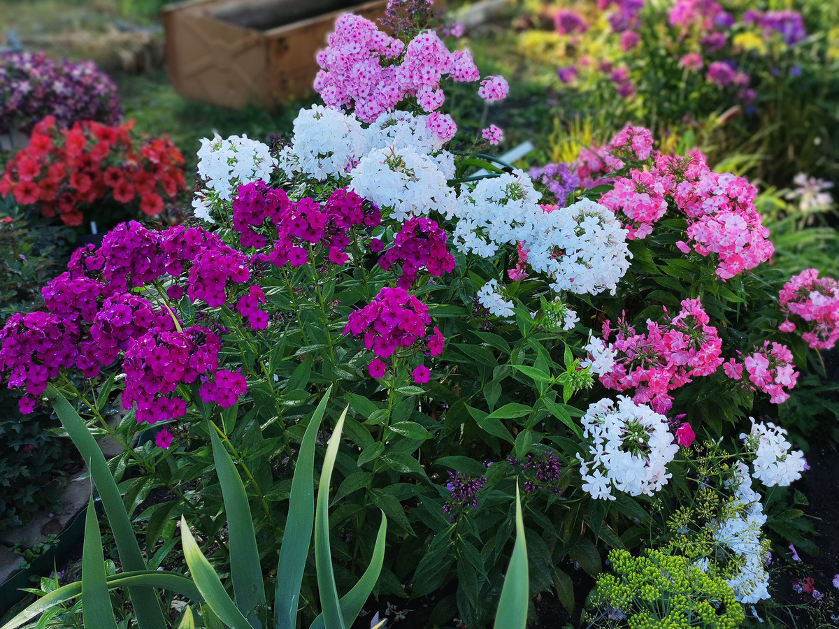 Одна из компаний флоксов в нашем саду (фото автора)