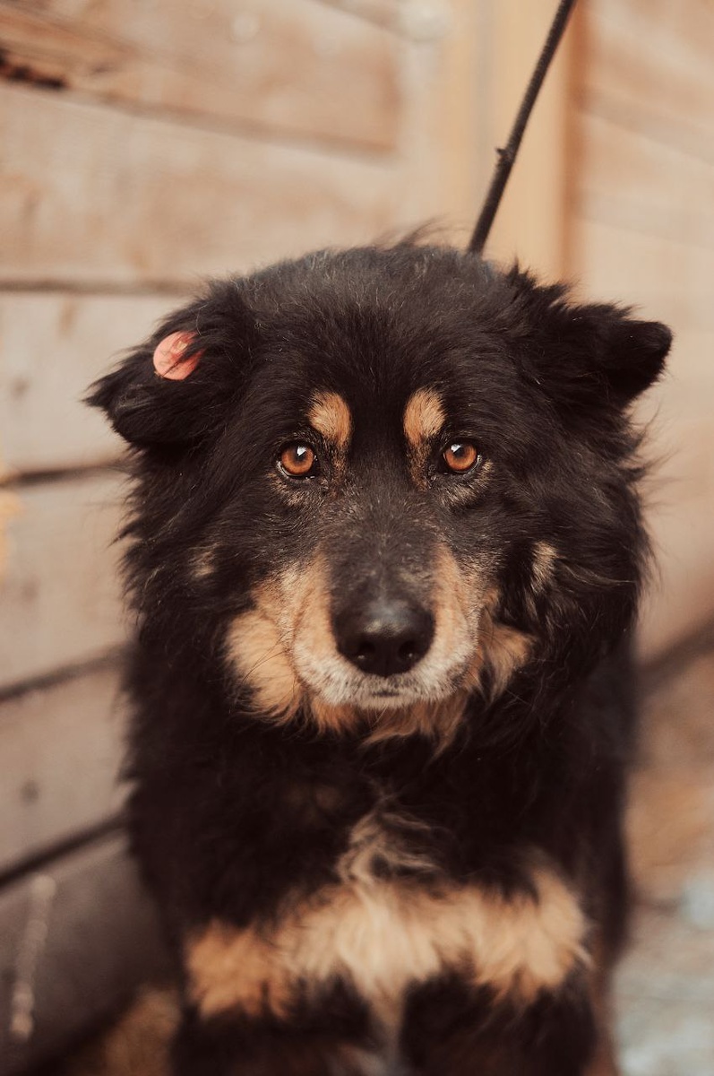 Пёсик из приюта Ананда, который очень ждет новых хозяев, видео с ним было размещено на этом канале 02.08.24 г. Мальчик небольшого размера, очень контактный. Фото с канала "Из Ананды домой" в Телеграмме