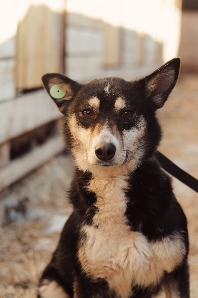 Это Дженни, живет в приюте Ананда и очень нуждается в своём доме, совсем молоденькая, активная, озорная, шустрая, хорошо ладит с людьми и другими животными. Видео с этой собачкой было размещено на этом канале 02.08.24 г. Фото с канала "Из Ананды домой" в Телеграмме