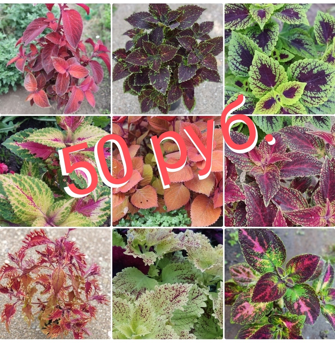 Коллекция колеусов насчитывает более 70 сортов, все конечно взять  не сможем.