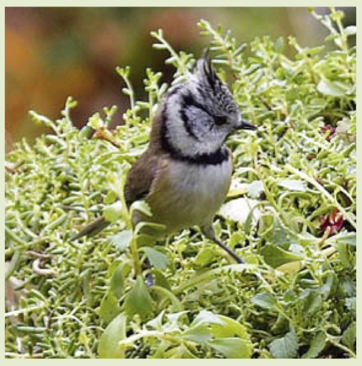 Хохлатый жаворонок - редкий гость на загородных участках.