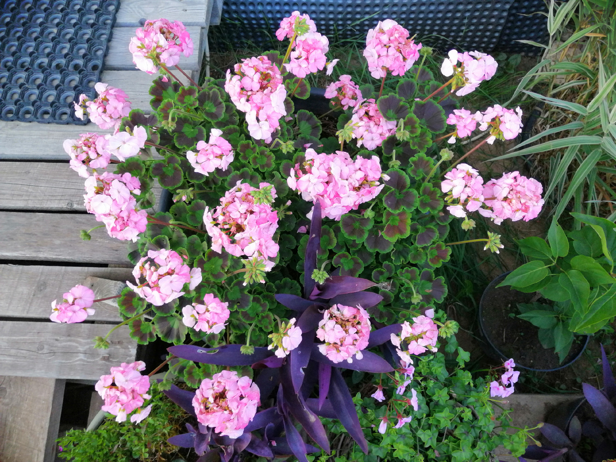 Эта зональная пеларгония обязательна для контейнерного сада следующего года 