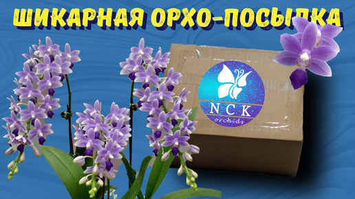 Шикарная посылка! Орхидеи от NSK