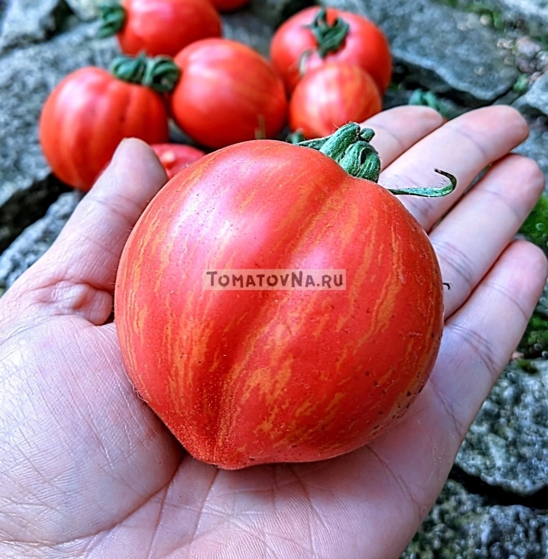 Томат "Дон Жуан". Фото из нашего каталога 