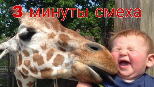 Приколы с животными #53