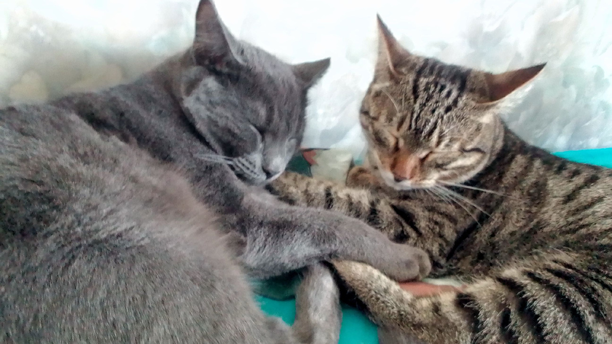 Силя и Флинт