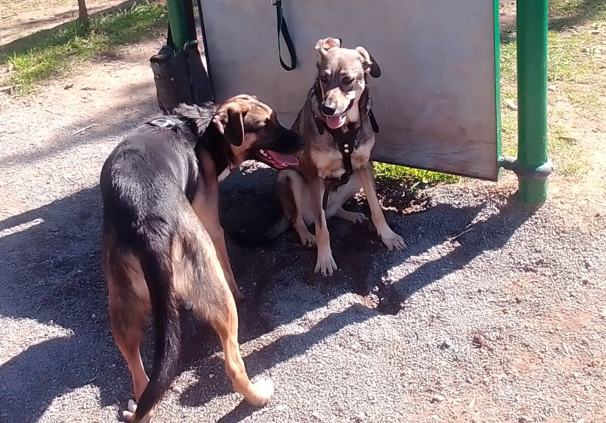 Платон и Тося 