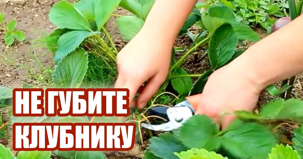 Листья клубники больше не стригу ни летом, ни осенью. Решайте – сами, нужна ли обрезка вашим растениям